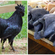 Imágenes: Greenfire Farms